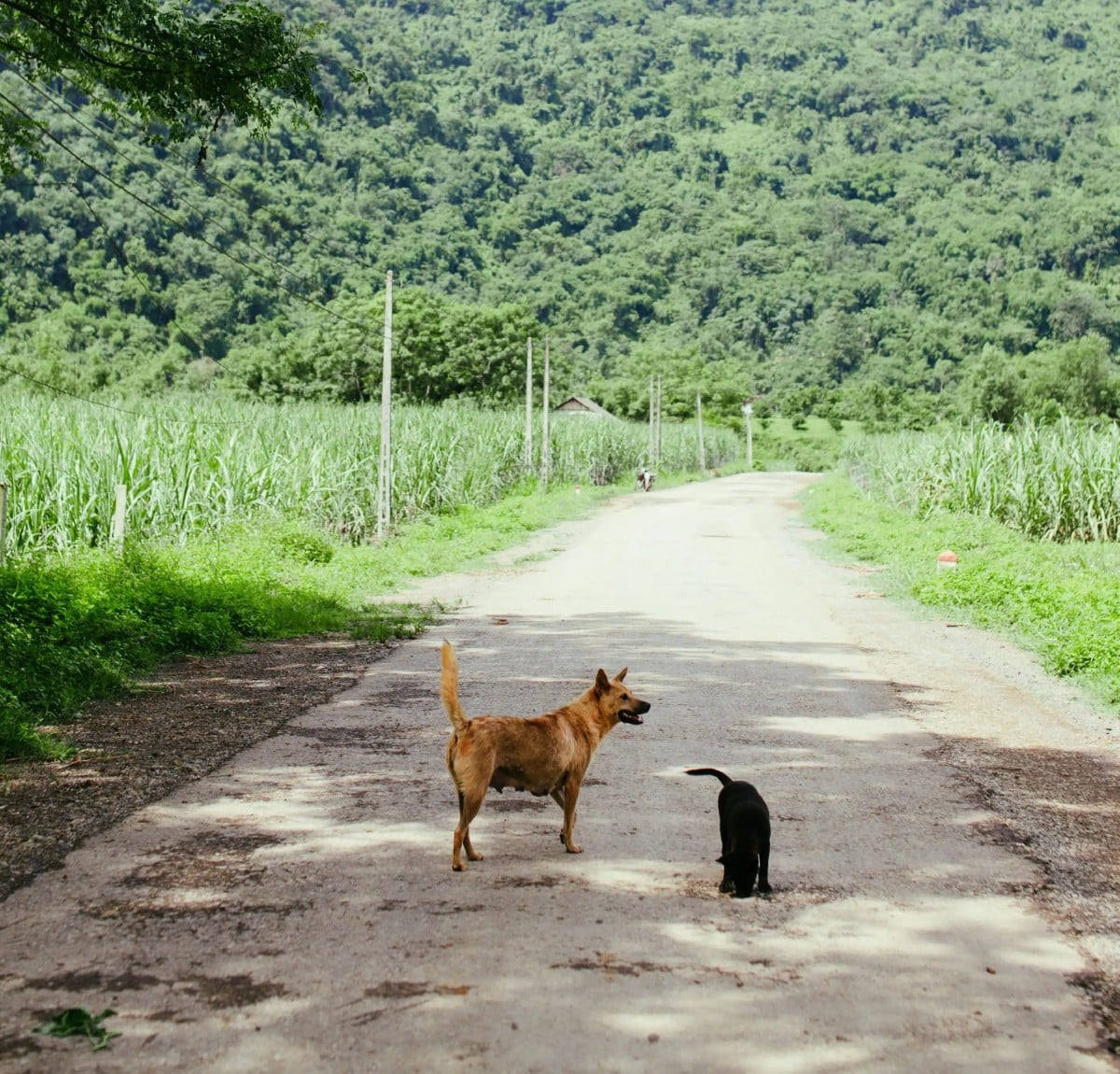 BHJ-Journey A brown dog and a black puppy stand on a rural road surrounded by green fields and trees.