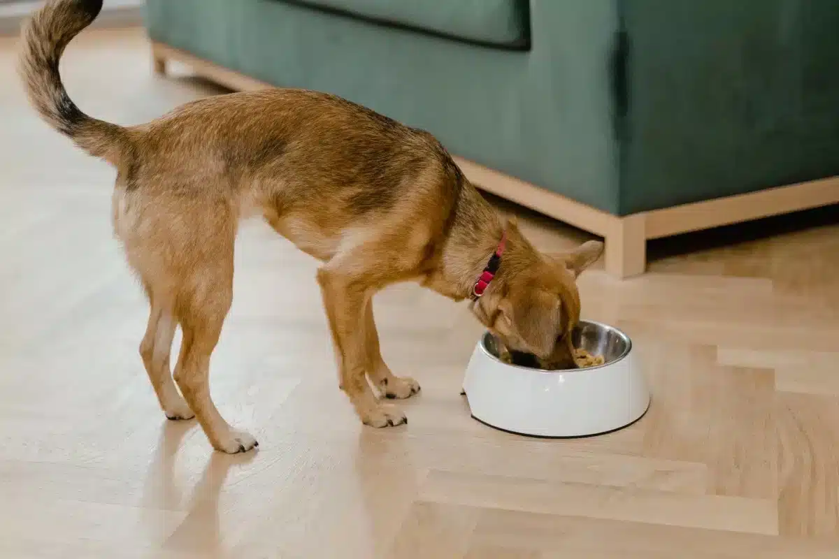 BHJ-TopDog Small brown dog eating from a white bowl on a wooden floor.