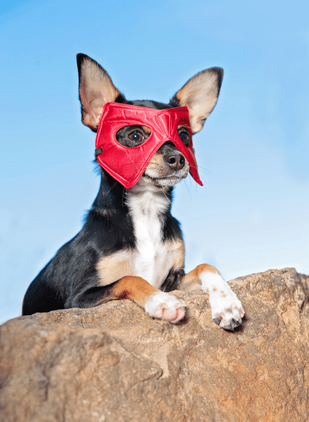 BravelyBelonging Small dog wearing a red superhero mask sits on a rock with a blue sky background.