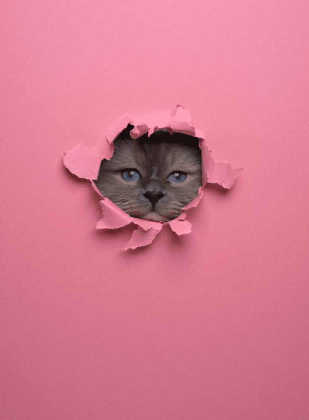 CuriouslyCompetent A cat's face peeking through a hole in a pink paper background.