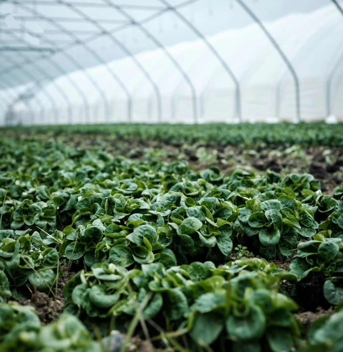 Trainline - The Journey Rows of leafy green plants growing inside a large greenhouse.